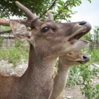Rusa Timor