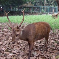 Rusa Bawean