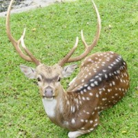 Rusa Totol