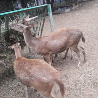 Rusa Sulawesi