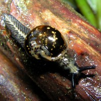 sabalimax cyanantyx (photo liew)