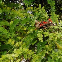 Daun Saga