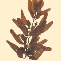 Sargassum cinerium