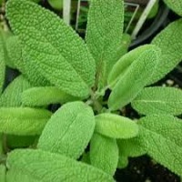 Sage