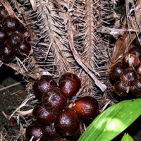 Salak