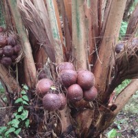 Salak