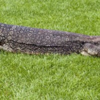 Si perenang handal Varanus Salvator dari air tawar