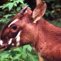 Saola