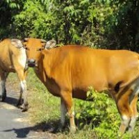 Sapi Bali (Bos sondaicus)