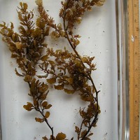 Sargassum cristaefolium