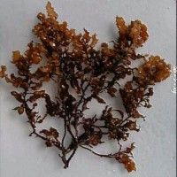 Oseng
