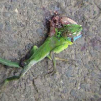 ROAD KILL AND EXTINCTION IN THE FUTURE