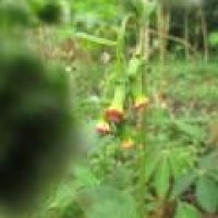 Sayur Haleluyah, Lalapan masyarakat Belabaja