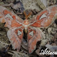 Kupu-kupu Gajah (Attacus atlas) dari Asia yang Bernilai Ekonomis