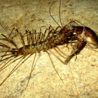 Scutigera Sp, Merayap Senyap Dalam Kegelapan