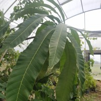 Tanaman Obat Semecarpus  Anacardium  di Kebun Raya ITERA