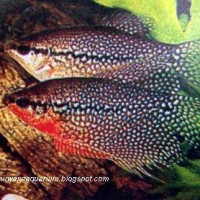 ikan sepat mutiara