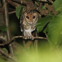 Serak kecil / Moluccan Masked Owl