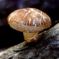jamur shiitake