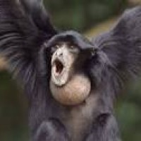 Nyanyian Hutan oleh Siamang yang terancam Punah