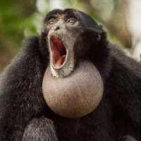 Siamang