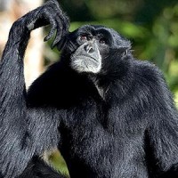 Siamang