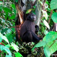 Simakobu (Simias concolor) Primata  Paling terancam di Dunia