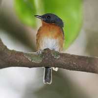 Sikatan Buru / Cinnamon-chested Flycatcher