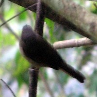 Sikatan Rimba Dada Coklat