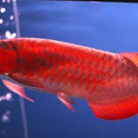 Siluk Merah, Arwana Merah, Ikan Naga