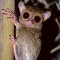 singapuar