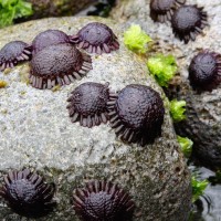 Sirap landak, Landak Helm, Babi laut bertudung