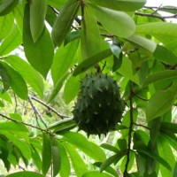 Sirsak, Boh Luna, Jambu Landa, nangka landa, nangkelan
