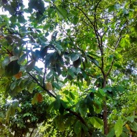 Mengurangi bau feses dengan daun Sirsak