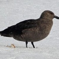 Skua Kutub