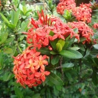 Bunga Soka, Flame of The Wood dari Asia Tropis