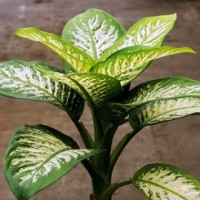 Sri rejeki / chinese evergreen