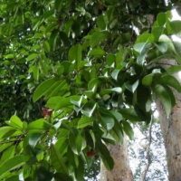 pohon kapur
