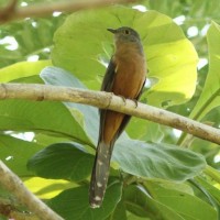 Burung Wiwik Maluku