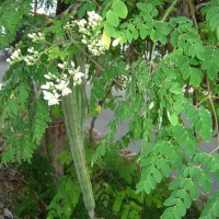 kelor(meurong)