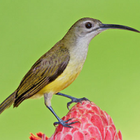 Pijantung Kecil (Little Spiderhunter/Arachnotera longirostra)