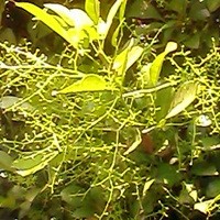 Sulam, Pohon Bukan Kain
