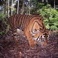 Kemana  Lagi Harimau Sumatera Memijak Telapak Kakinya