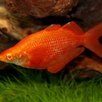 Ikan Pelangi sungai Tami