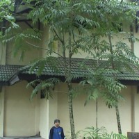 Sungkai