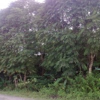 Sungkai