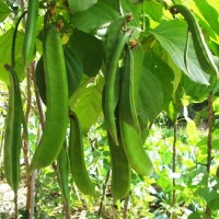 kacang prasman