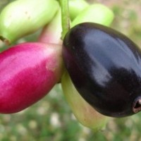 Jamblang, Jambe Kleng (Aceh)