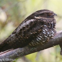 Taktarau iblis / Satanic Nightjar (Heinrich√¢‚Ç¨‚Ñ¢s Nightjar)