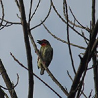 Takur Ungkut-ungkut (Coppersmith Barbet)